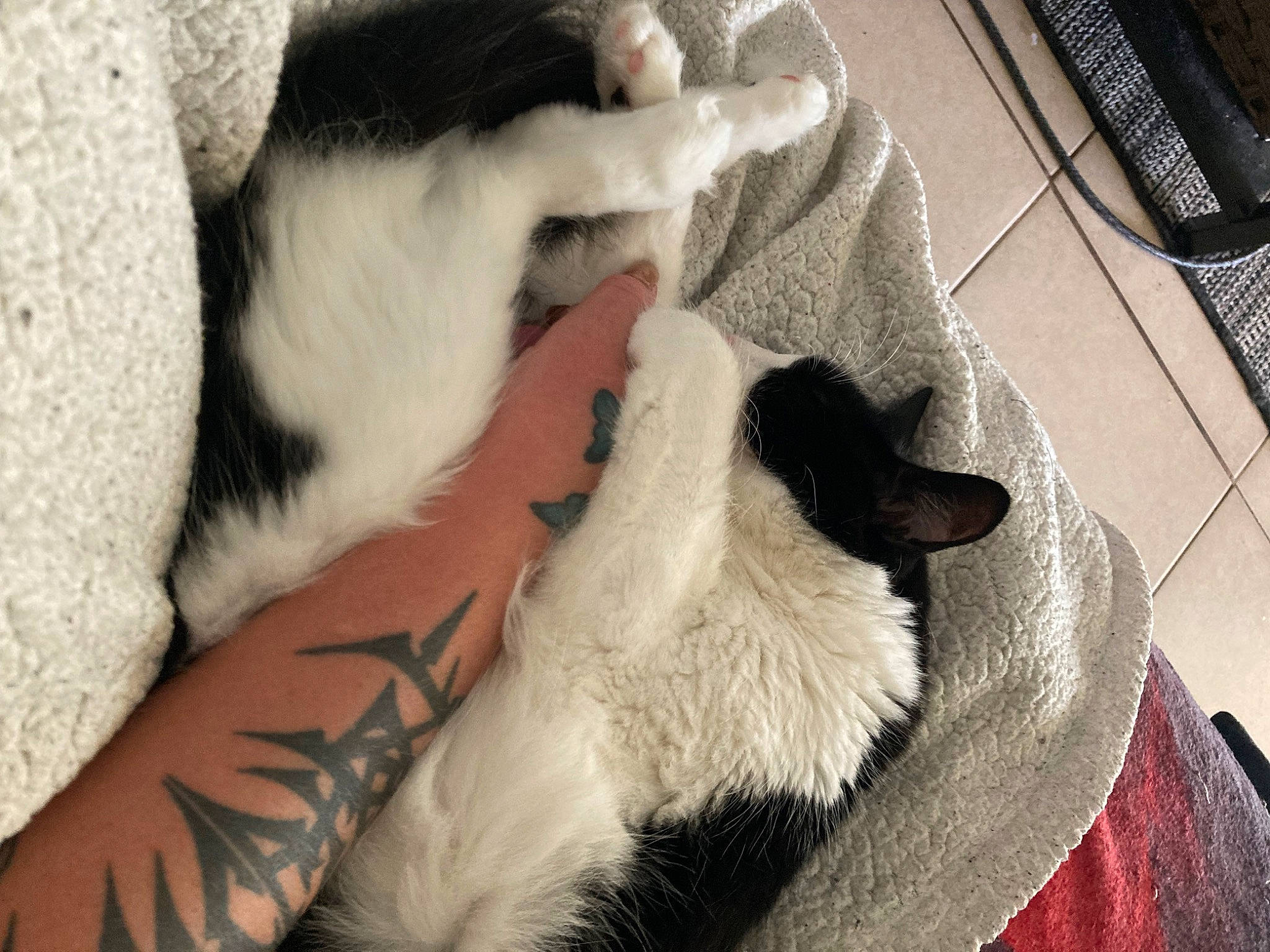 Skunk joined the competition — help win amazing prizes! canidae, carnivore, cat, claw, comfort, companion_dog, dog_breed, domestic_short_haired_cat, fang, fawn, felidae, foot, fur, home_appliance, nap, paw, small_to_medium_sized_cats, tail, textile, whiskers