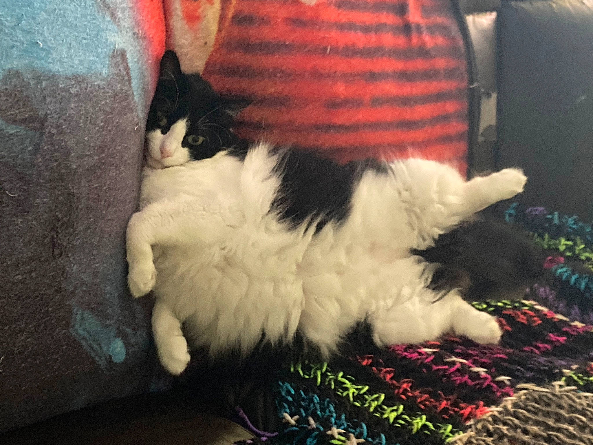 Skunk is registered to the contest to win money with this photo: carnivore, cat, chair, claw, comfort, companion_dog, couch, dog_breed, felidae, foot, fur, human_leg, lap, mammal, paw, sky, small_to_medium_sized_cats, tail, tints_and_shades, whiskers