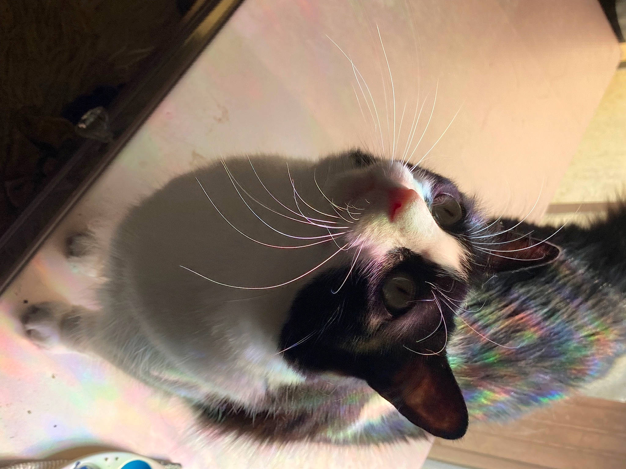 Skunk is registered to the contest to win money with this photo: birman, carnivore, cat, claw, comfort, domestic_short_haired_cat, felidae, flooring, foot, fur, jaw, paw, photo_caption, small_to_medium_sized_cats, snout, tail, thai, whiskers, yawn