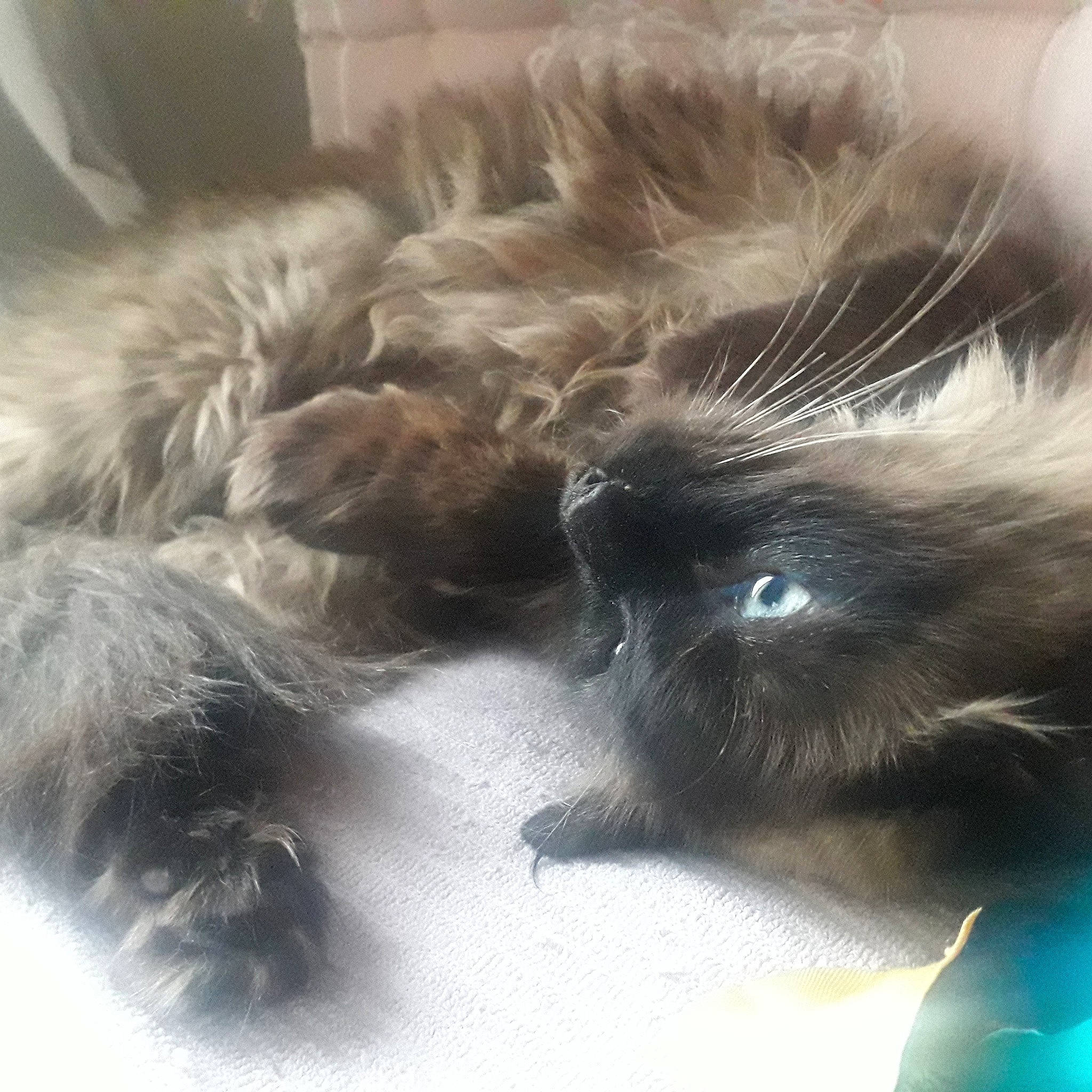 Lagon participe au concours pour gagner de l'argent avec cette photo : black_cat, british_longhair, canidae, carnivore, cat, claw, comfort, companion_dog, dog_breed, electric_blue, fawn, felidae, fur, liver, paw, small_to_medium_sized_cats, snout, sporting_group, tail, whiskers