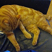 Stsimba a rejoint le concours — aidez-le/la à gagner de superbes lots ! abyssinian, animal, architecture, baby, building, cat, computerhardware, couch, cushion, electronics, furniture, hardware, homedecor, indoors, livingroom, person, pet, room, screen, sleeping