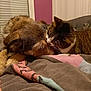 animal, bed, blanket, cat, companion, cozy, cute, dog, domestic, friendship, fur, home, indoor, mammal, nuzzling, pet, resting, sleeping_dog, tabby_cat, window