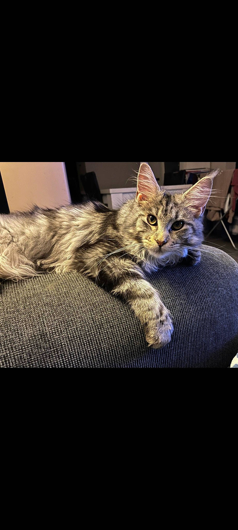 Nala a rejoint le concours — aidez-le/la à gagner de superbes lots ! carnivore, cat, claw, cloud, comfort, couch, darkness, domestic_short_haired_cat, felidae, fur, grey, paw, rectangle, sitting, small_to_medium_sized_cats, square, tail, whiskers, wildlife