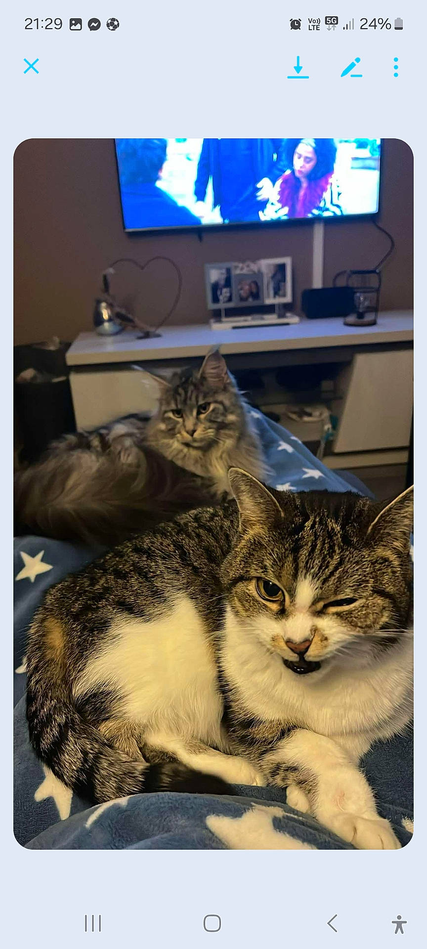 animal, cat, computer, computerhardware, computerkeyboard, desk, electronics, face, furniture, hardware, head, kitten, laptop, monitor, pc, person, pet, screen, table, tv