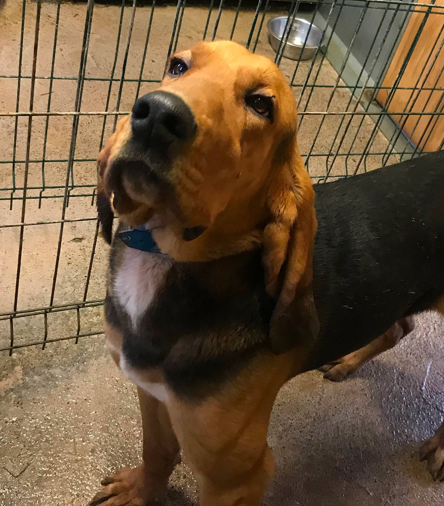 Rafale participe au concours pour gagner de l'argent avec cette photo : animal_shelter, canidae, carnivore, collar, companion_dog, dog, dog_breed, dog_collar, dog_supply, ear, fawn, hound, liver, mammal, paw, pet_supply, sporting_group, vertebrate, whiskers, working_animal