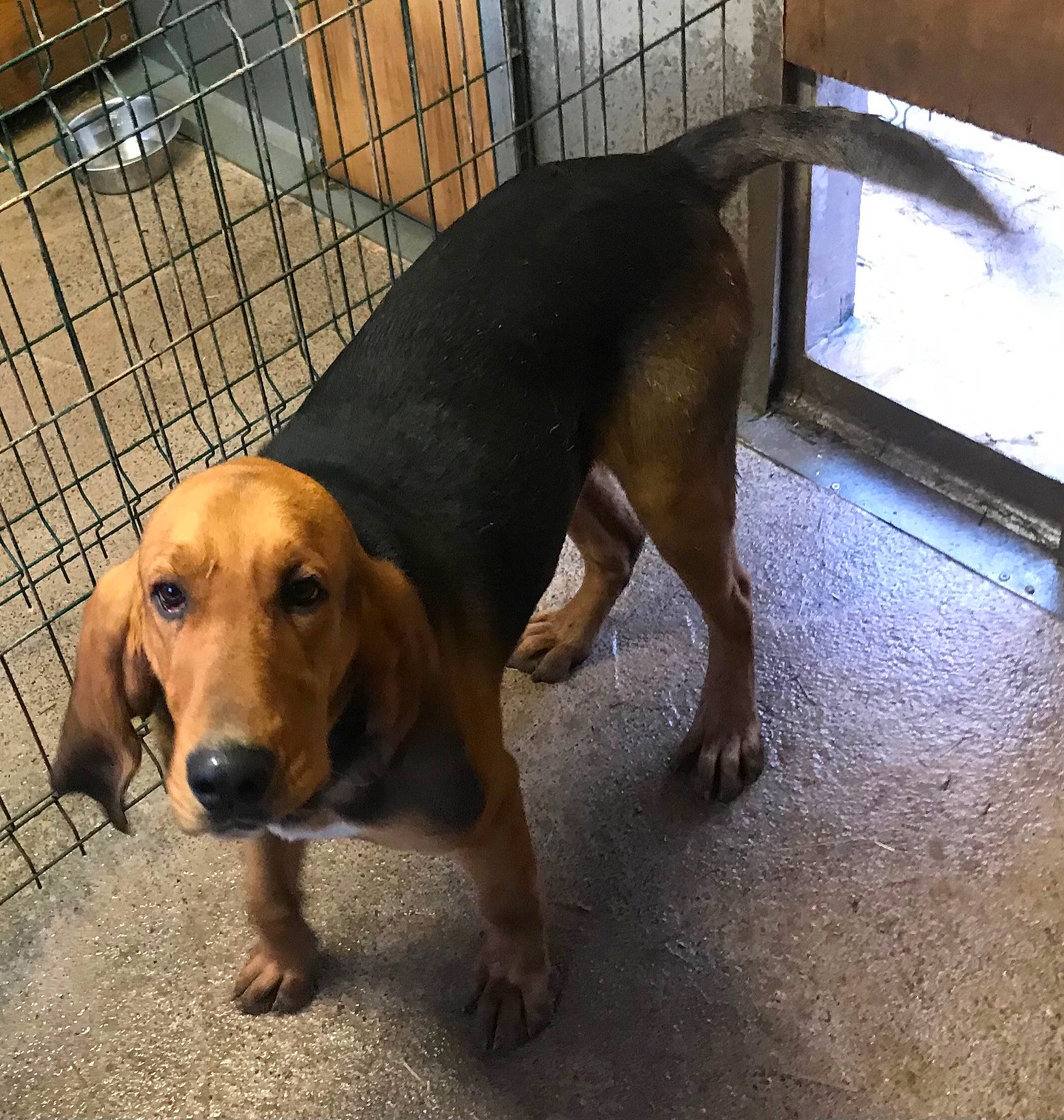 Rafale participe au concours pour gagner de l'argent avec cette photo : animal_shelter, carnivore, companion_dog, dog, dog_breed, dog_supply, fawn, flooring, fur, hound, liver, metal, paw, pet_supply, puppy, scent_hound, sporting_group, street_dog, tail, working_animal