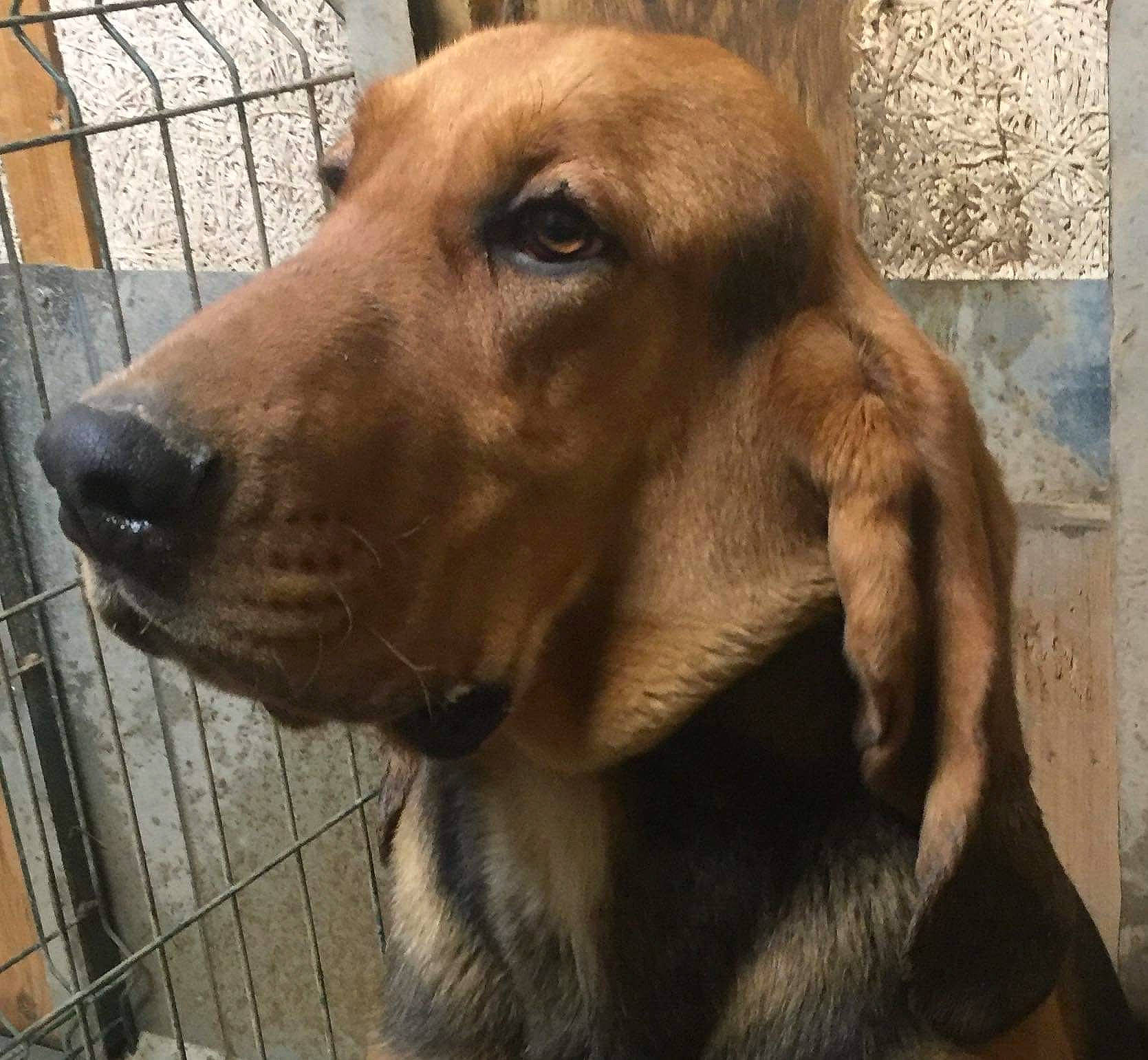 Rafale a rejoint le concours — aidez-le/la à gagner de superbes lots ! canidae, carnivore, companion_dog, dog, dog_breed, dog_collar, ear, fawn, fence, fur, gun_dog, hound, jaw, liver, pet_supply, retriever, snout, sporting_group, whiskers, working_animal