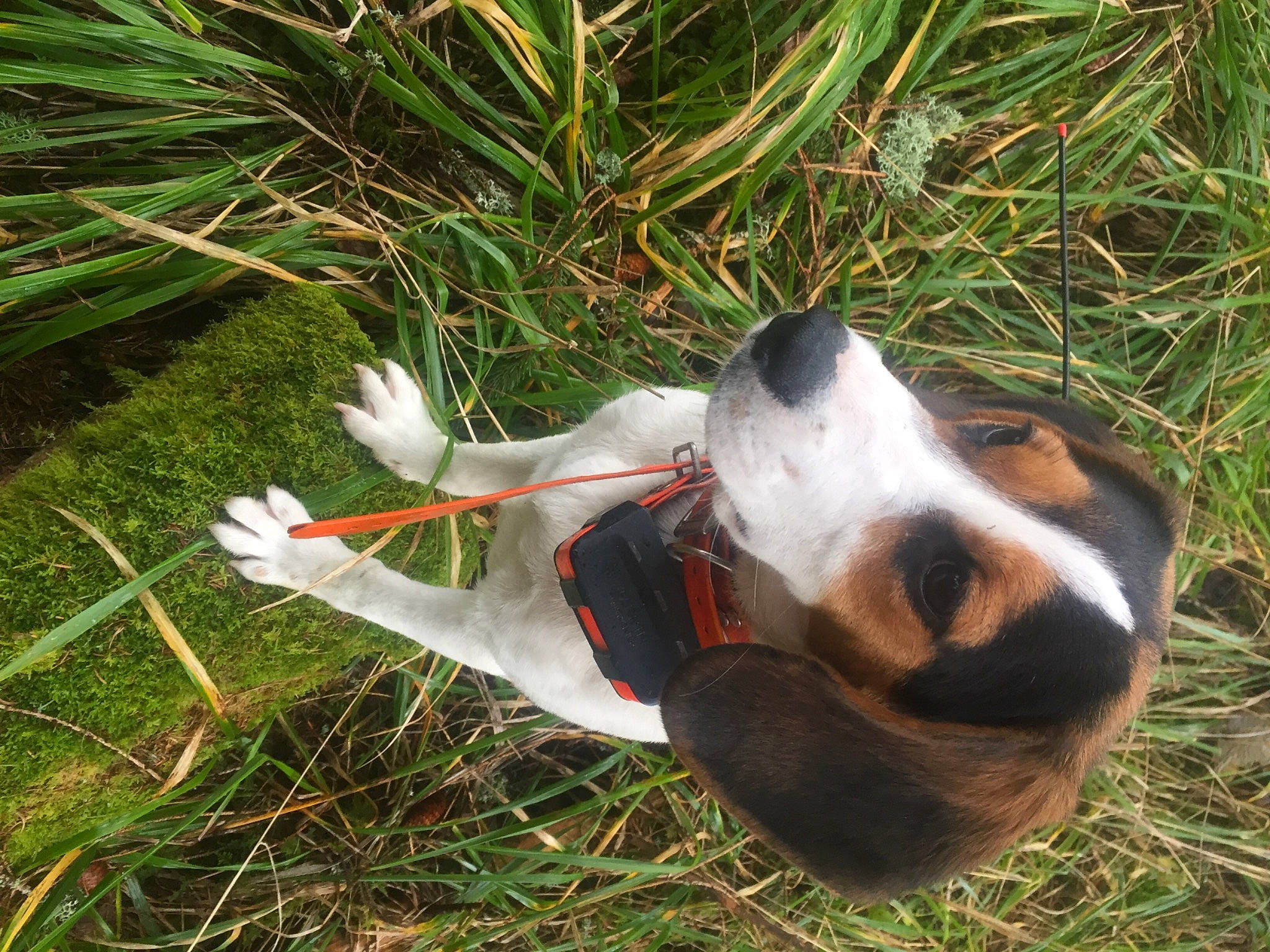 Paillette a rejoint le concours — aidez-le/la à gagner de superbes lots ! _geese_and_swans, canidae, carnivore, companion_dog, dog, dog_breed, dog_supply, ducks, fawn, grass, grass_family, hound, hunting_dog, plant, scent_hound, sporting_group, tail, water_bird, waterfowl, whiskers