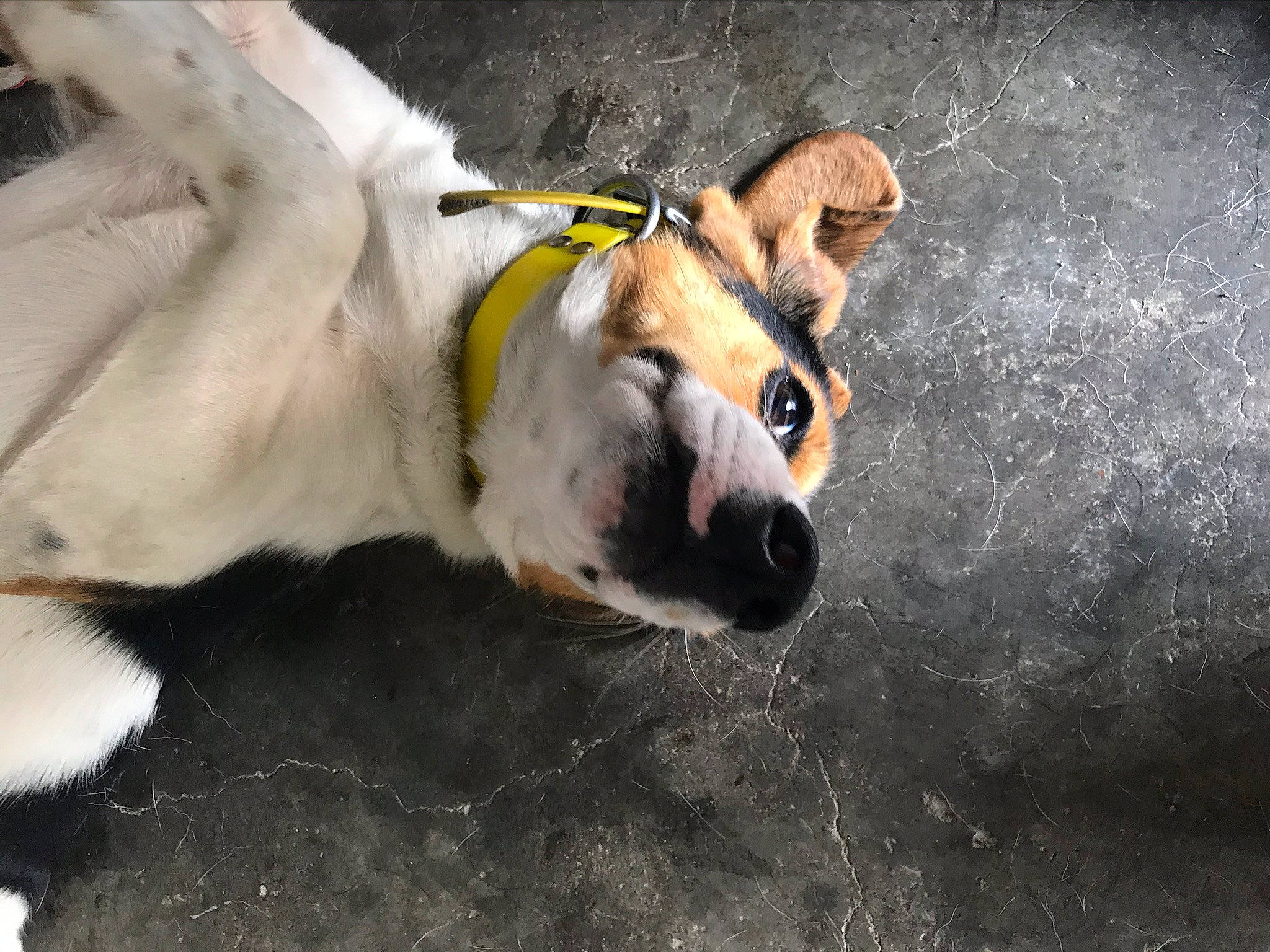 Paillette participe au concours pour gagner de l'argent avec cette photo : ball, canidae, carnivore, collar, companion_dog, dog, dog_breed, dog_collar, fawn, fur, leash, paw, puppy, snout, sporting_group, street_dog, terrestrial_animal, whiskers, working_animal, working_dog