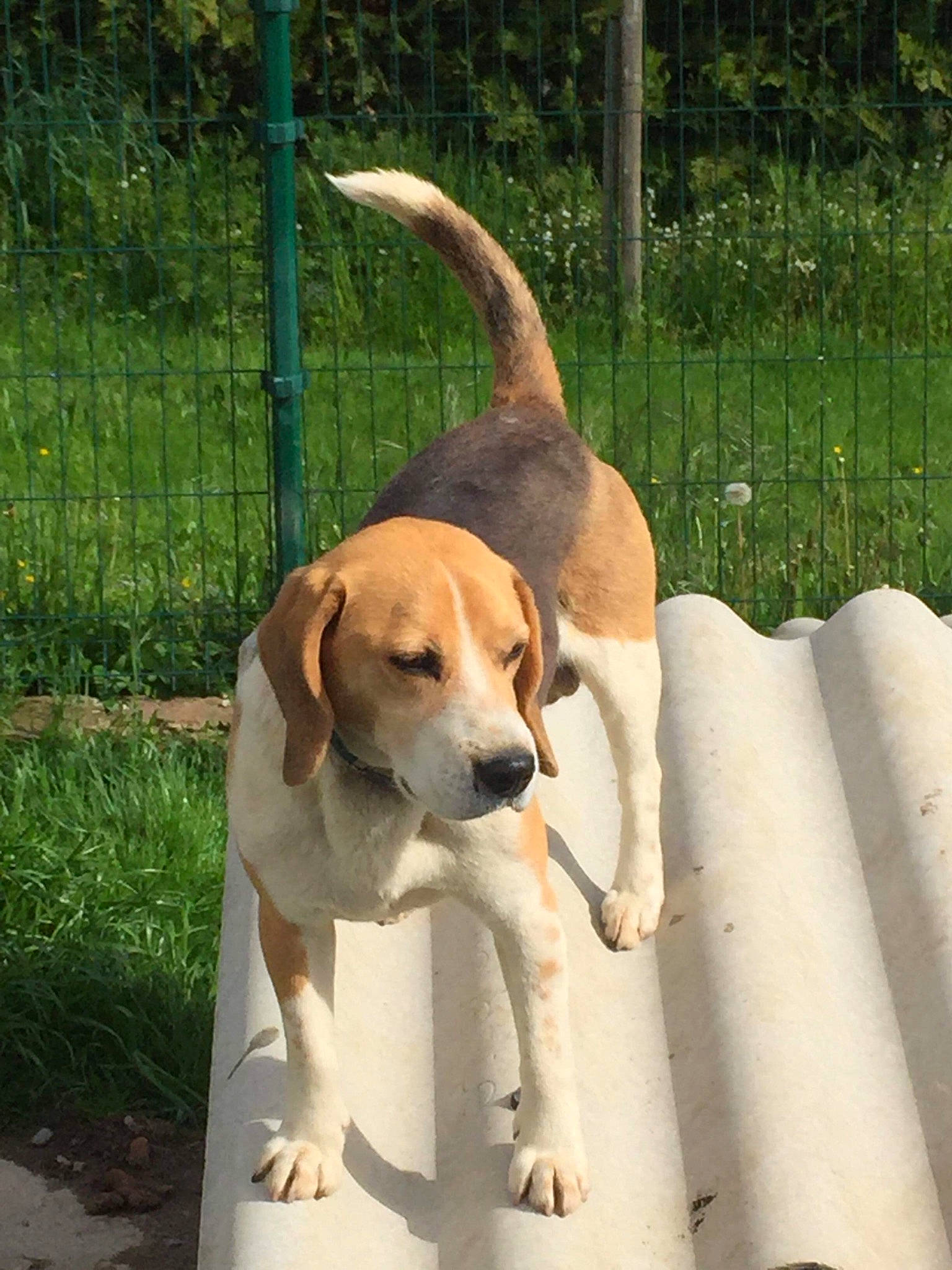 Jump a rejoint le concours — aidez-le/la à gagner de superbes lots ! carnivore, collar, companion_dog, dog, dog_breed, dog_collar, dog_supply, fawn, fence, home_fencing, hound, mammal, mesh, pet_supply, plant, scent_hound, snout, tail, vertebrate, wire_fencing