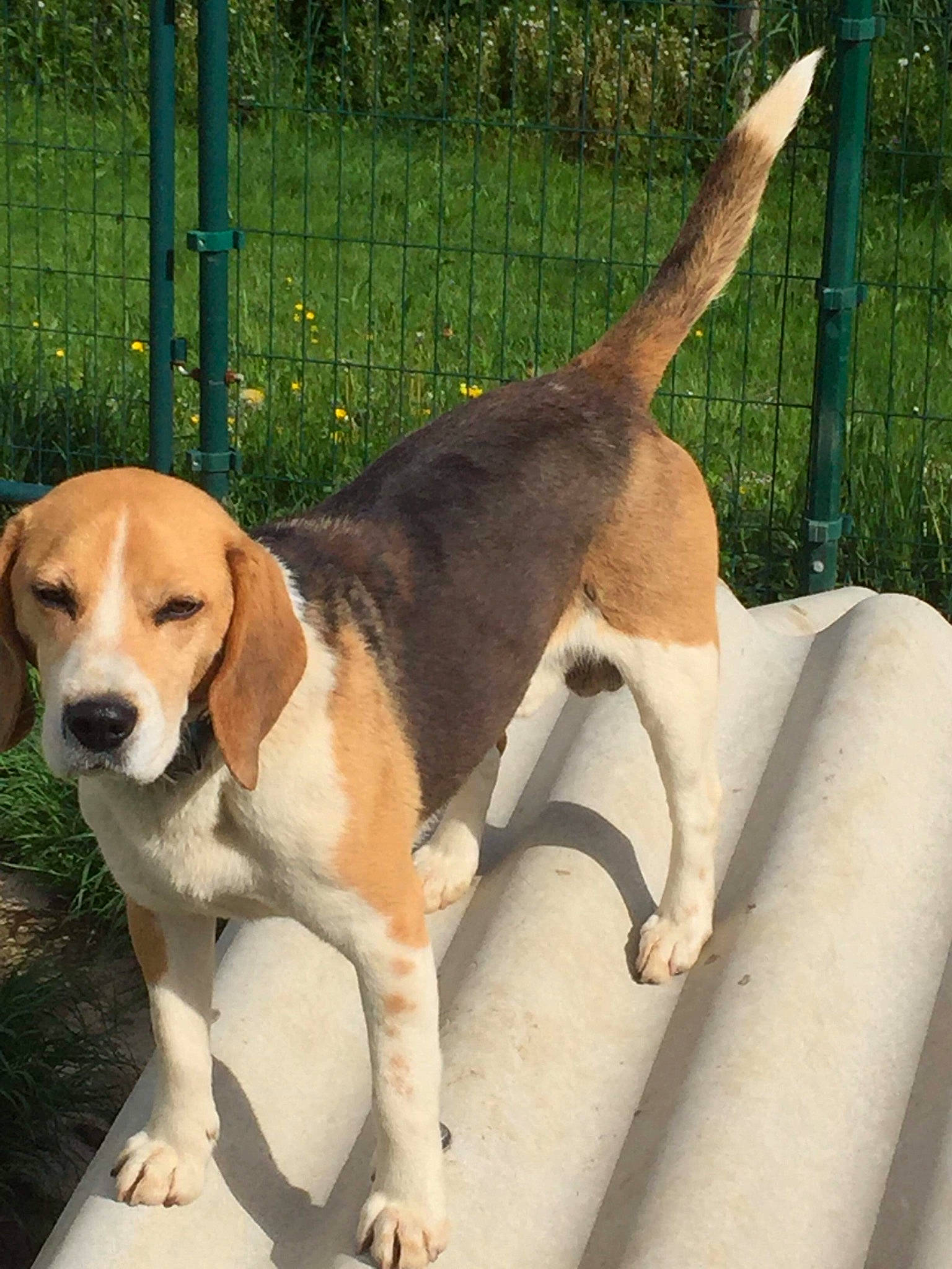 Jump a rejoint le concours — aidez-le/la à gagner de superbes lots ! beagle, canidae, carnivore, collar, companion_dog, dog, dog_breed, dog_collar, fawn, fence, hound, pet_supply, plant, scent_hound, shade, snout, sporting_group, tail, working_animal, working_dog