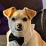 Butterscotch is registered to the contest to win money with this photo: dog, pet, bow_tie, portrait, sitting, indoors, sofa, couch, white_fur, tan_fur, floppy_ears, black_nose, large_eyes, groomed, formalwear, cute, companion_animal, closeup, home, photography