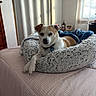 dog, small_dog, jack_russell, pet, canine, lying_down, relaxed, portrait, indoors, bedroom, dog_bed, blanket, plush_bed, cushion, white_fur, brown_fur, collar, tag, window, curtains