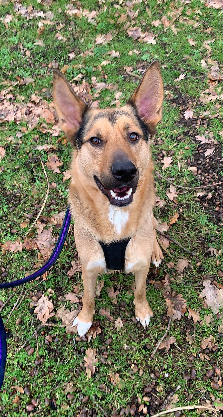 Socrate participe au concours pour gagner de l'argent avec cette photo : belgian_shepherd_malinois, canidae, carnivore, collar, companion_dog, dog, dog_breed, dog_collar, dog_supply, fawn, german_shepherd_dog, grass, herding_dog, plant, snout, sporting_group, tail, terrestrial_animal, working_animal, working_dog