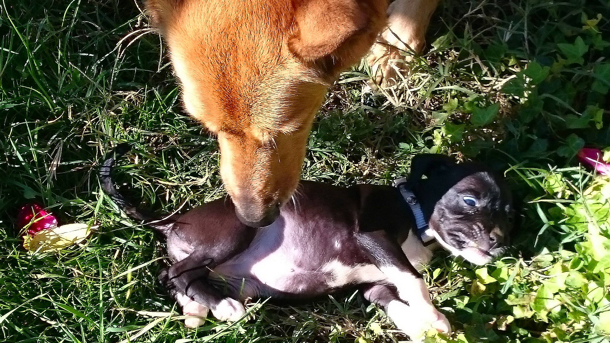 Kira a rejoint le concours — aidez-le/la à gagner de superbes lots ! canidae, carnivore, dog, dog_breed, fawn, foal, grass, mammal, puppy, snout