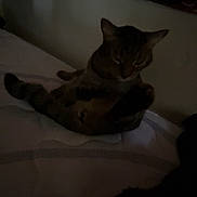 Gucci is registered to the contest to win money with this photo: cat, bed, tapestry, indoor, animal, pet, feline, resting, dark, low_light, striped, fur, wall, blanket, cozy, room, domestic, quiet, still, relaxed