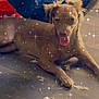 Emjay joined the competition — help win amazing prizes! canidae, carnivore, dog, dog_breed, ear, fawn, snout, sporting_group, weimaraner
