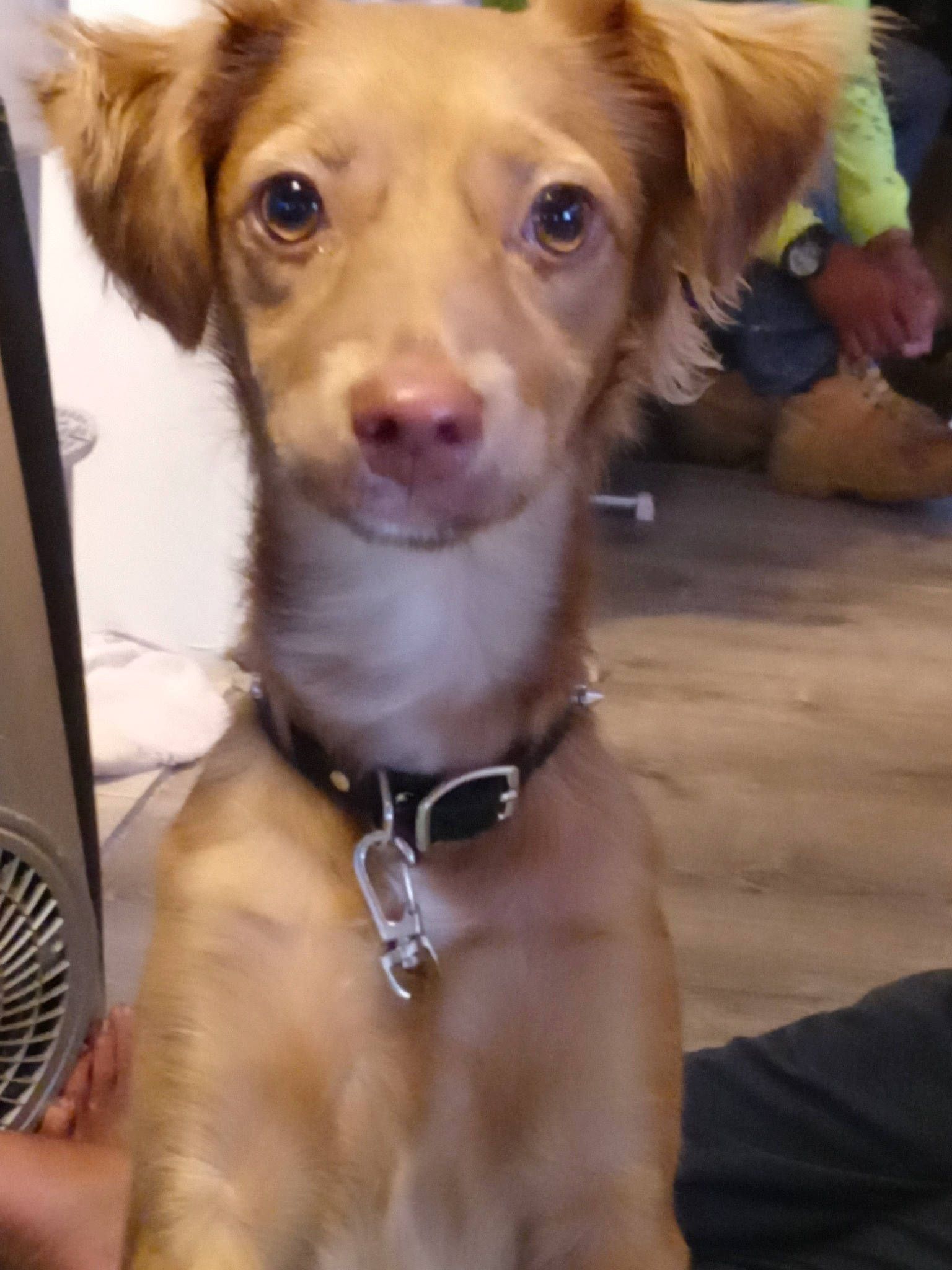 Emjay is registered to the contest to win money with this photo: canidae, carnivore, companion_dog, dog, dog_breed, dog_collar, ear, fawn, nova_scotia_duck_tolling_retriever, puppy, rare_breed_dog, retriever, small_greek_domestic_dog, snout, sporting_group, weimaraner, whiskers