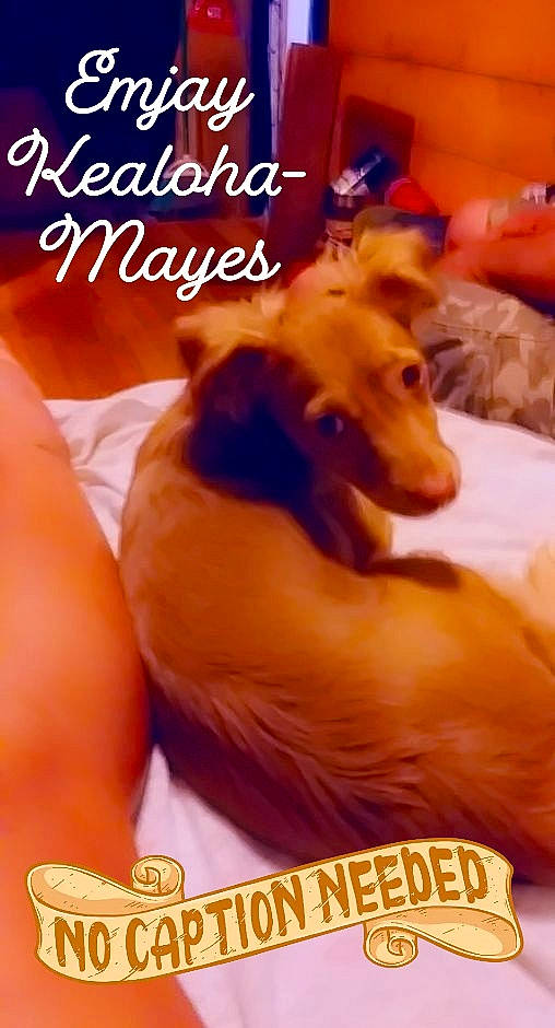 Emjay joined the competition — help win amazing prizes! canidae, carnivore, companion_dog, dachshund, dog, dog_breed, fawn, photo_caption