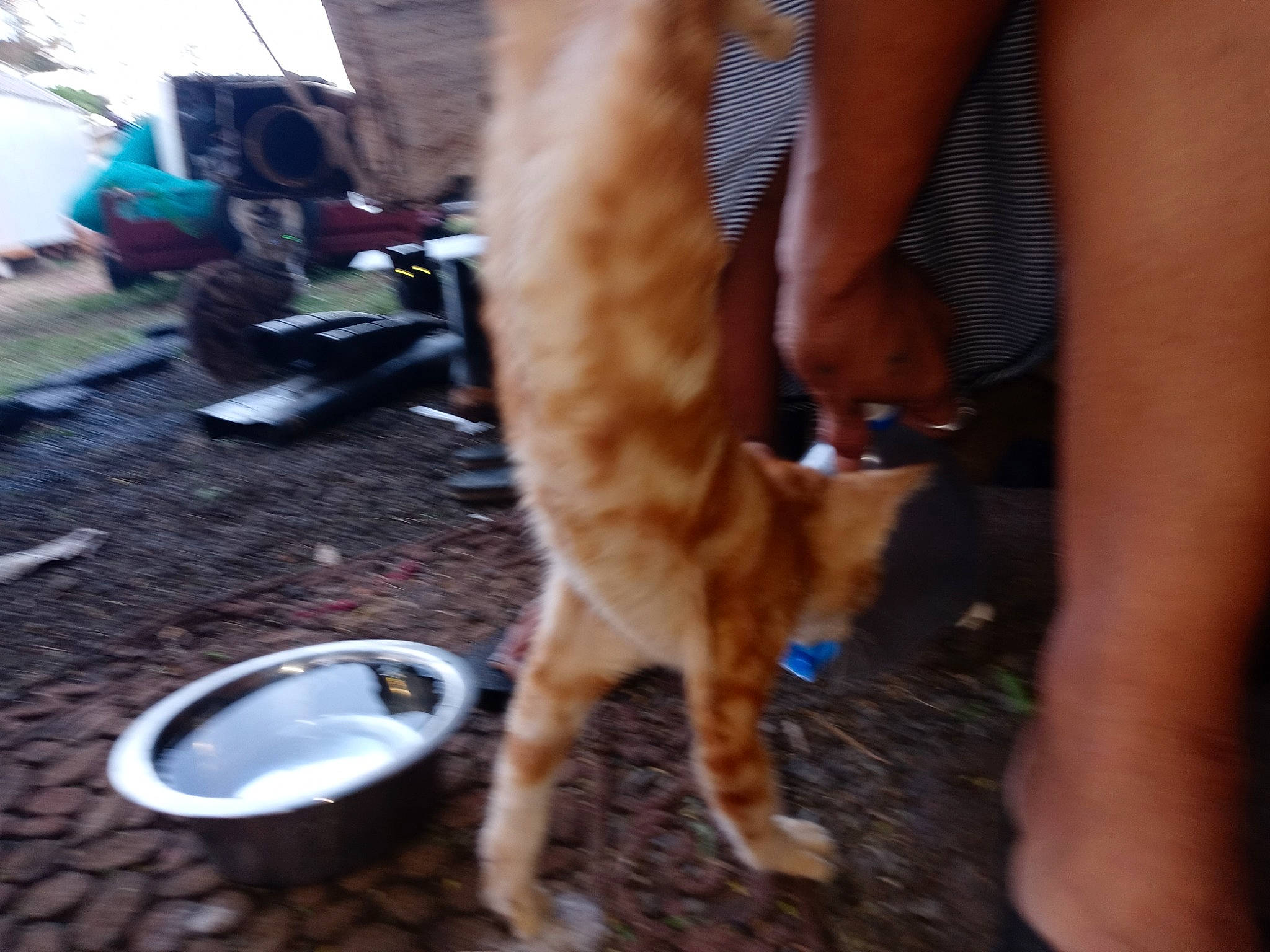 Hanstan is registered to the contest to win money with this photo: calf, canidae, carnivore, dog, dog_breed, fawn, human_leg, leg, snout, sporting_group, tail