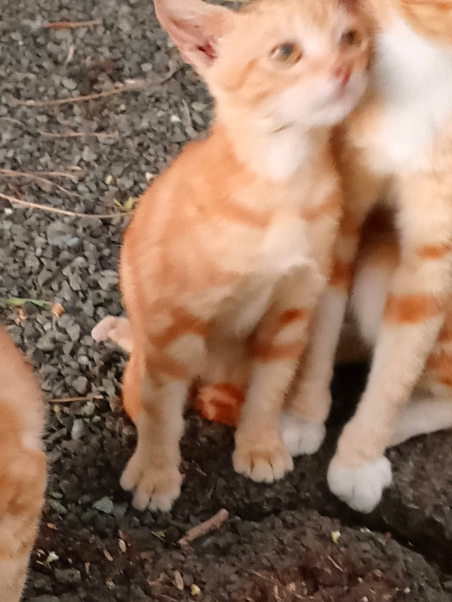 Hanstan joined the competition — help win amazing prizes! arabian_mau, asian, carnivore, cat, cornish_rex, devon_rex, fawn, felidae, german_rex, kitten, mammal, organism, oriental_longhair, polydactyl_cat, rex_cat, small_to_medium_sized_cats, tail, vertebrate, whiskers