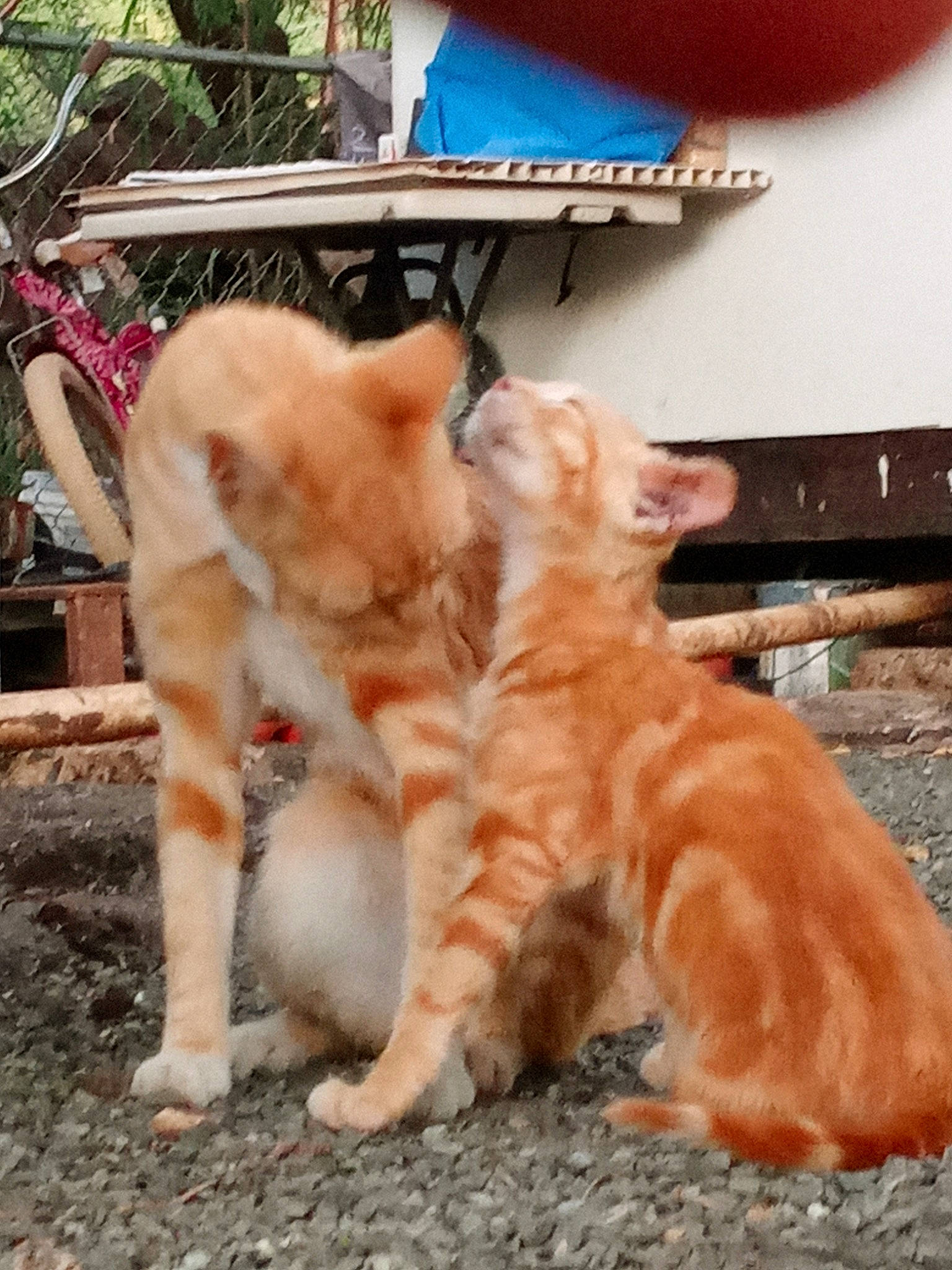 Hanstan is registered to the contest to win money with this photo: aegean_cat, asian, carnivore, cat, claw, european_shorthair, fawn, felidae, fur, german_rex, kitten, kurilian_bobtail, mammal, organism, polydactyl_cat, small_to_medium_sized_cats, snapshot, tabby_cat, tail, whiskers