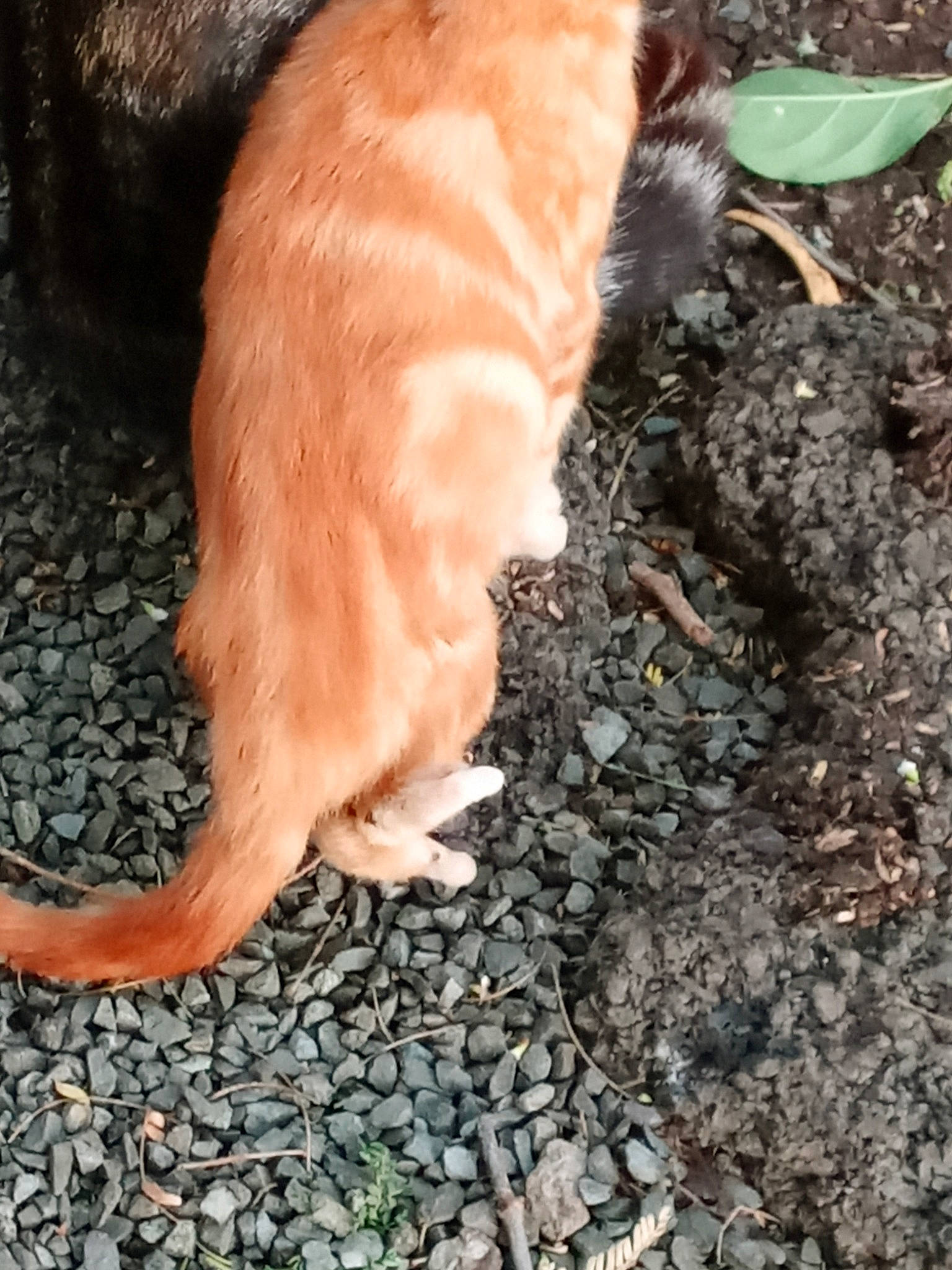 Hanstan is registered to the contest to win money with this photo: canidae, carnivore, cat, claw, fawn, felidae, fur, organism, tail