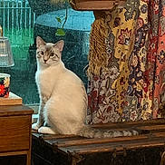 King Louie joined the competition — help win amazing prizes! animal, background, cat, cozy, curious, curtain, daylight, decoration, domestic_cat, floral_pattern, furniture, home, indoor, pet, plant, rain, sitting, vintage_furniture, window, wooden_chest