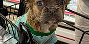 Jade joined the competition — help win amazing prizes! adorable, aisle, animal, brown_fur, cute, dog, ears, eyes, fur, indoor, looking, nose, pet, pet_clothing, puppy, retail, shopping, shopping_cart, small_dog, store