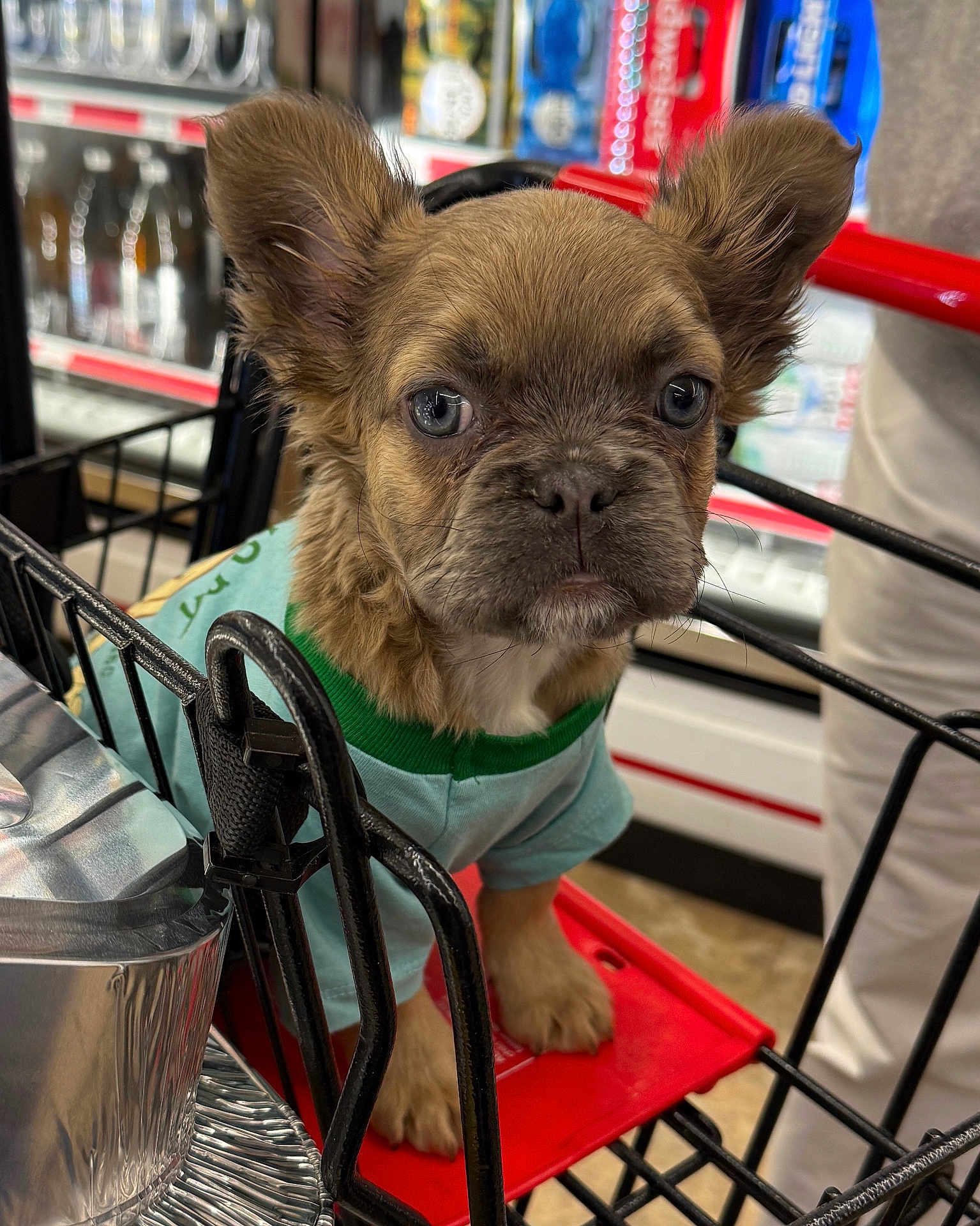 Jade joined the competition — help win amazing prizes! puppy, dog, shopping_cart, pet_clothing, cute, brown_fur, store, aisle, pet, small_dog, looking, ears, fur, eyes, nose, shopping, retail, indoor, adorable, animal