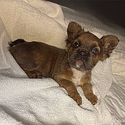Jade is registered to the contest to win money with this photo: puppy, dog, brown, towel, lying_down, pet, cute, ears, fur, bedroom, cozy, indoor, animal, looking_at_camera, young, small, soft_texture, resting, adorable, companion