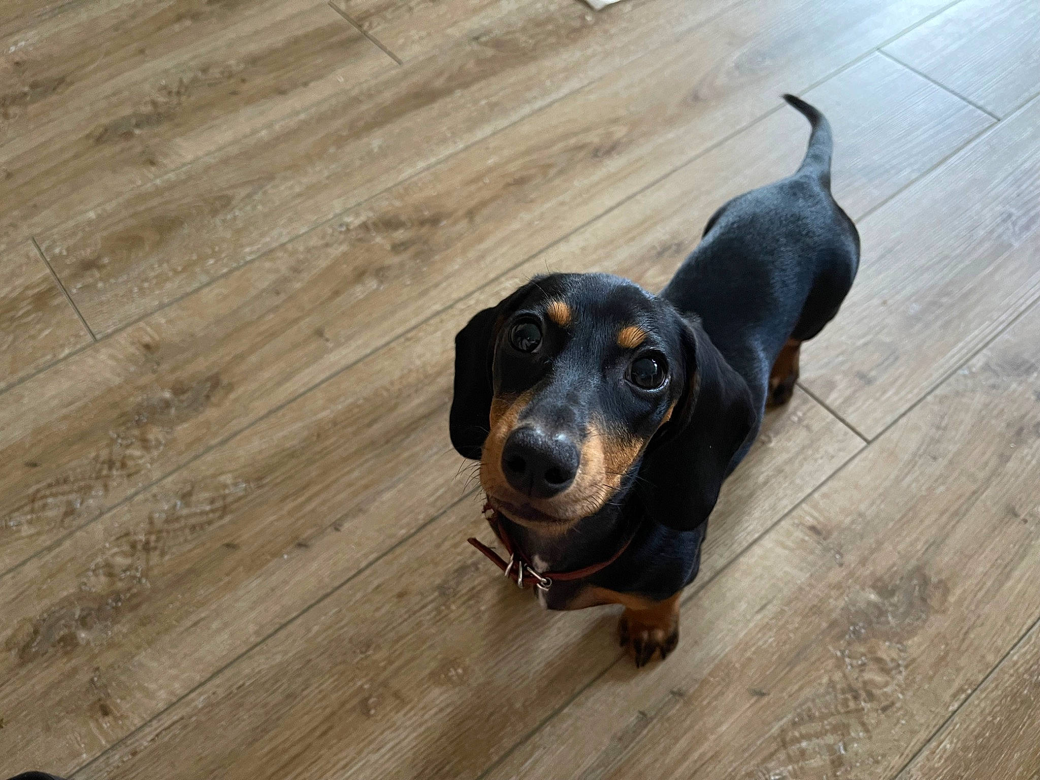 Andi is registered to the contest to win money with this photo: carnivore, companion_dog, dog, dog_breed, floor, flooring, guard_dog, hardwood, hound, laminate_flooring, plank, plywood, scent_hound, snout, terrestrial_animal, varnish, wood, wood_flooring, wood_stain, working_animal