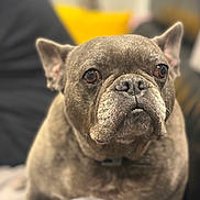 Blue participe au concours pour gagner de l'argent avec cette photo : dog, french_bulldog, pet, close_up, indoor, brown, short_hair, snout, ears, animal, face, portrait, canine, companion, cute, domestic, mammal, fur, expression, sitting