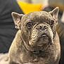 dog, french_bulldog, pet, close_up, indoor, brown, short_hair, snout, ears, animal, face, portrait, canine, companion, cute, domestic, mammal, fur, expression, sitting