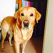 Cachou participe au concours pour gagner de l'argent avec cette photo :