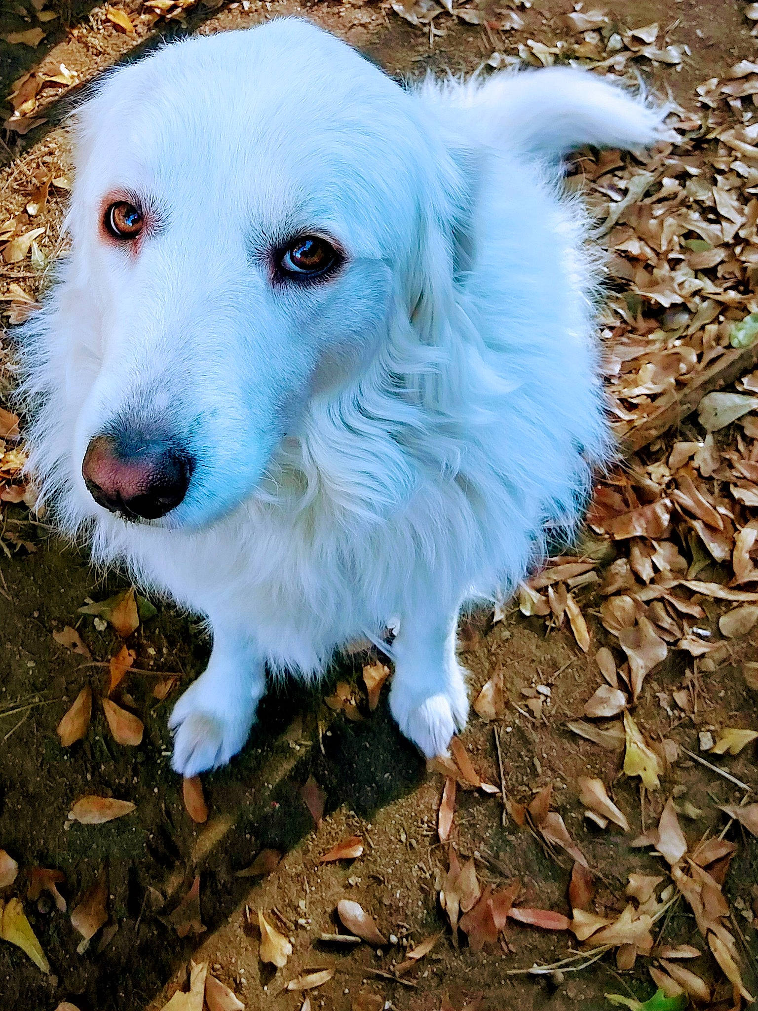 Lilly Bug joined the competition — help win amazing prizes! canidae, carnivore, companion_dog, dog, dog_breed, great_pyrenees, mammal, maremma_sheepdog, rare_breed_dog, snout, sporting_group, vertebrate