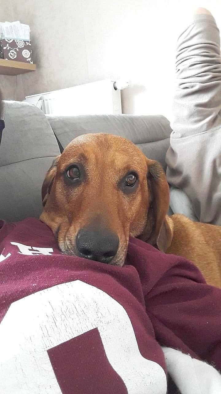 Isko a rejoint le concours — aidez-le/la à gagner de superbes lots ! bedding, canidae, carnivore, comfort, companion_dog, dog, dog_bed, dog_breed, dog_supply, fawn, fur, lamp, linens, picture_frame, room, scent_hound, snout, sporting_group, whiskers, working_animal