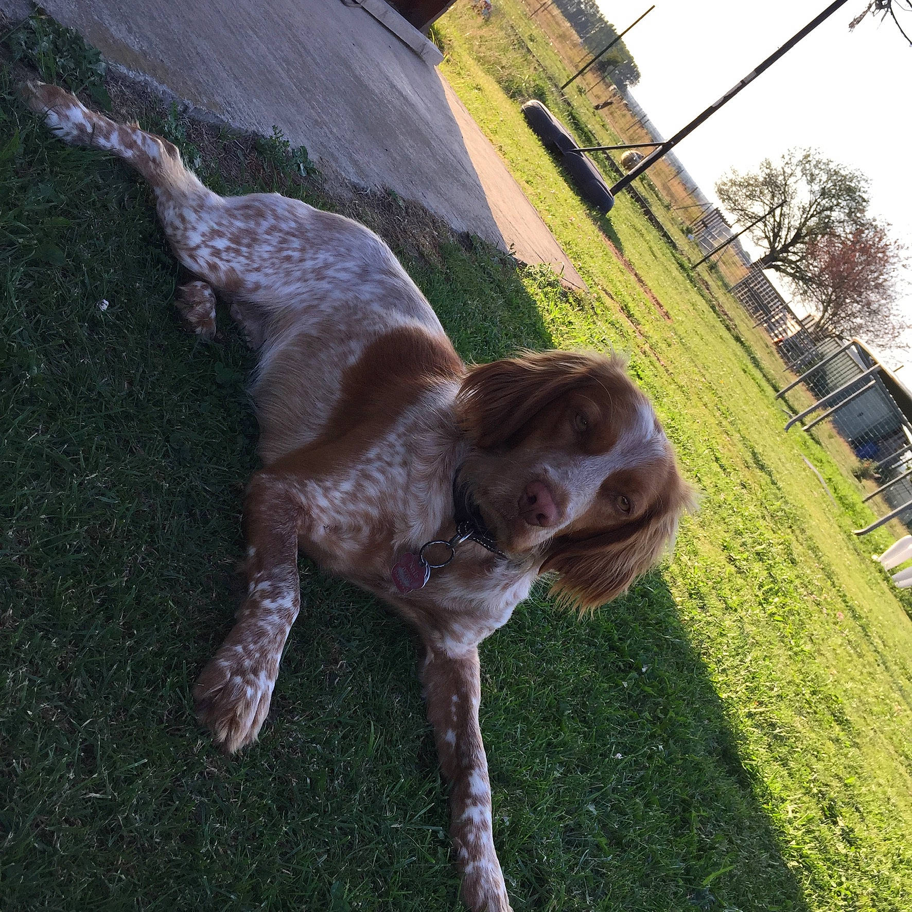 Nala a rejoint le concours — aidez-le/la à gagner de superbes lots ! canidae, carnivore, companion_dog, dog, dog_breed, fawn, german_shorthaired_pointer, hunting_dog, pachon_navarro, pointer, pointing_breed, spaniel, spinone_italiano, sporting_group, tail