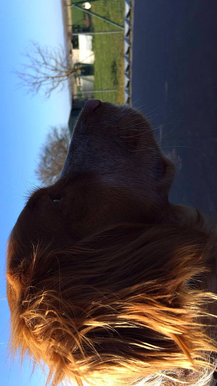 Nala a rejoint le concours — aidez-le/la à gagner de superbes lots ! brown_hair, ear, hair, hair_coloring, hairstyle, liver, long_hair, neck, sky