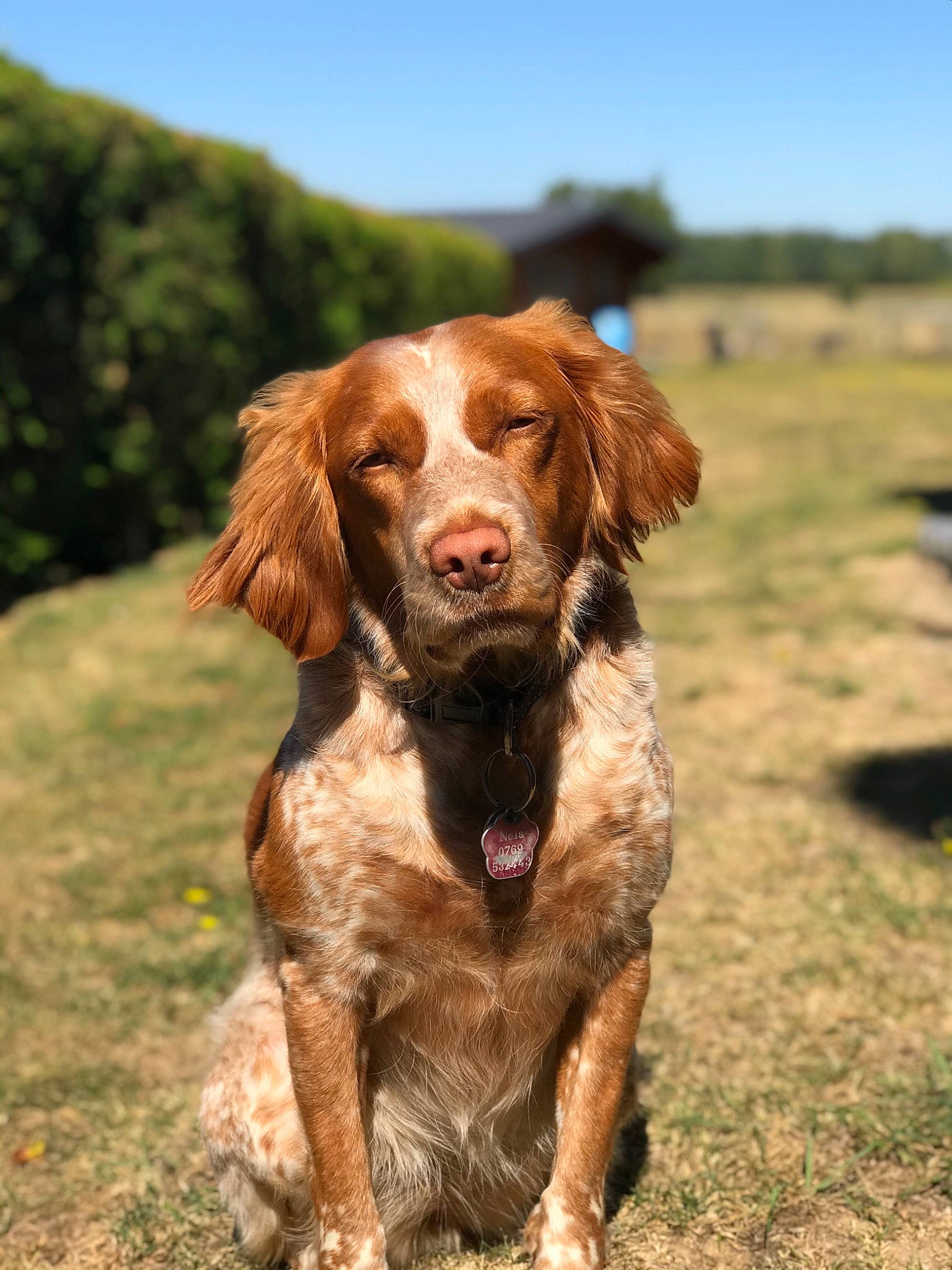 Nala a rejoint le concours — aidez-le/la à gagner de superbes lots ! blue_picardy_spaniel, brittany, canidae, carnivore, dog, dog_breed, drentse_patrijshond, french_spaniel, german_longhaired_pointer, german_spaniel, hunting_dog, large_munsterlander, liver, mammal, picardy_spaniel, small_munsterlander, spaniel, sporting_group, vertebrate, welsh_springer_spaniel
