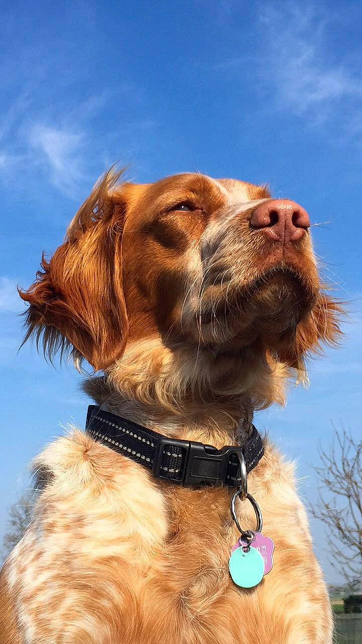 Nala a rejoint le concours — aidez-le/la à gagner de superbes lots ! canidae, carnivore, companion_dog, dog, dog_breed, dog_collar, leash, mammal, rare_breed_dog, setter, snout, spaniel, sporting_group