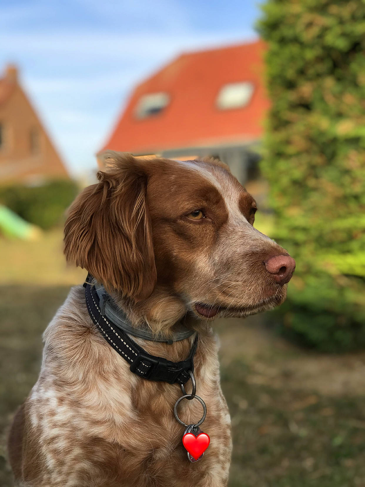 Nala participe au concours pour gagner de l'argent avec cette photo : brittany, canidae, carnivore, chesapeake_bay_retriever, dog, dog_breed, dog_collar, german_longhaired_pointer, german_shorthaired_pointer, german_spaniel, hunting_dog, mammal, picardy_spaniel, pointing_breed, rare_breed_dog, retriever, small_munsterlander, spaniel, sporting_group, vertebrate
