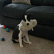 Luna joined the competition — help win amazing prizes! puppy, dog, toy, stuffed_animal, carpet, sofa, black_and_white, indoor, pet, playful, animal, cute, sitting, living_room, furniture, ears, floor, household, young_dog, domestic_animal