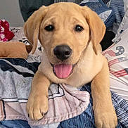 Asher joined the competition — help win amazing prizes! puppy, dog, golden_retriever, bed, blanket, tongue_out, cute, pet, indoor, cozy, fur, animal, canine, smiling, resting, paw, young_dog, comfort, domestic_animal, cute_pet