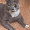 Uno joined the competition — help win amazing prizes! animal, cat, curious, cute, domestic_cat, ears, feline, four_legs, fur, gray_cat, indoor, looking_at_camera, mammal, paw, pet, relaxed, whiskers, white_paws, wooden_floor, yellow_eyes