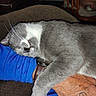 Uno is registered to the contest to win money with this photo: animal, arm, blue_sleeve, cat, chair, cozy, fur, furniture, gray_cat, hand, indoor, nap, person, pet, relaxed, sleeping, tattoo, watch, whiskers, white_fur