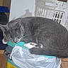 animal, cat, cozy, cute, domestic, feline, fur, gray_cat, household, indoor, laundry_basket, nap, pet, plastic_container, quiet, relaxed, resting, sleeping, trash_bag, wooden_floor