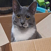 Uno is registered to the contest to win money with this photo: cat, gray_cat, white_fur, yellow_eyes, cardboard_box, indoor, pet, whiskers, cute, curious, animal, feline, sitting, looking, domestic_cat, box, fur, portrait, close_up, household