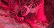 Uno joined the competition — help win amazing prizes! animal, bedroom, blanket, cat, close_up, cozy, cute, fur, gray_cat, indoor, patterned_blanket, paw, peaceful, pet, relaxed, resting, sleeping, soft, whiskers, white_paws