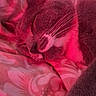 animal, bedroom, blanket, cat, close_up, cozy, cute, fur, gray_cat, indoor, patterned_blanket, paw, peaceful, pet, relaxed, resting, sleeping, soft, whiskers, white_paws